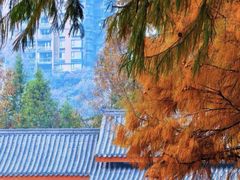 -重庆彩云湖湿地公园