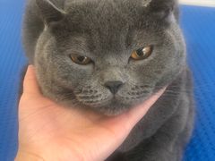 -艾吉宠物医院·疑难杂症转诊中心·猫友好(碧江路院)