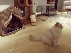 -momokira米努特·德文卷毛猫·棉花面纱犬