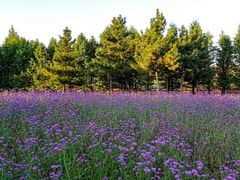 -羊亭河湿地公园