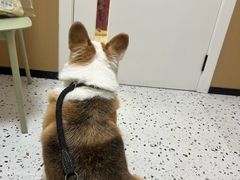 -瑞派康怡24h宠物医院·犬猫医疗中心·微创绝育(瑞景分院)