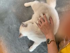 -瞄一喵猫咖(格力海岸店)