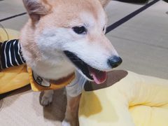-逗柴咖啡屋·狗咖猫咖宠物桌游