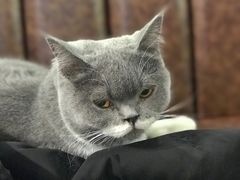 -猫小院猫主题餐厅(三里屯店)
