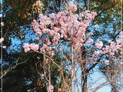 -天适樱花悠乐园