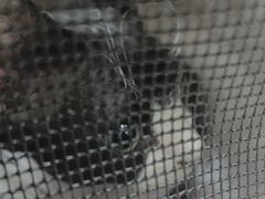 -全心全意连锁动物医院·微创中心·内科急重症·心脏专科(丰管路店)