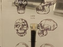 -北京周口店北京人遗址博物馆