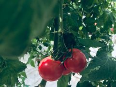 -迪茵湖田家舍生态农场