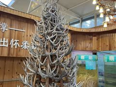 -北京鹿世界主题园