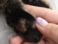 -喜多萌中农锦绣动物医院24H·猫科·牙科MRI·CT