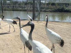 -盐城丹顶鹤湿地生态旅游区
