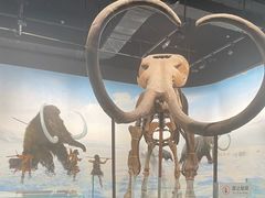 -辽宁古生物博物馆