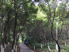 -青枫公园