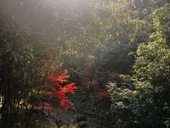-潜山国家森林公园