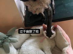 -楼上猫咖(罗湖店)