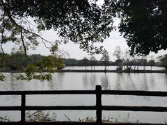 -大湾区中央湿地公园
