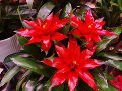 -花鸟鱼虫鲜花绿植市场(玉泉路店)
