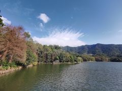 -深圳仙湖植物园