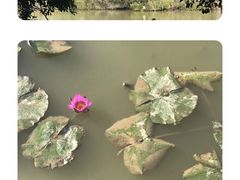 -大湾区中央湿地公园