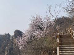 -大岭沟猕猴桃谷风景区