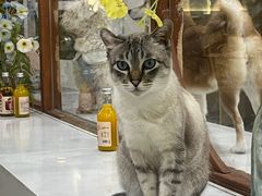 -共舞时光猫咖·狗咖(新街口店)