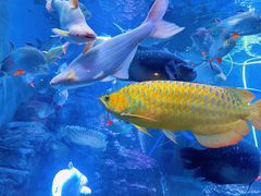 -上海海洋水族馆