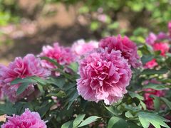 -洛阳市隋唐城遗址植物园