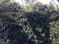 -旅马餐厅(茅家埠店)