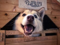 momo-Husky Go! 哈士奇体验馆·宠物咖啡厅狗咖