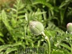 -国家植物园南园