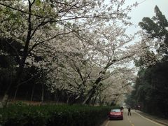 -武汉大学-樱园