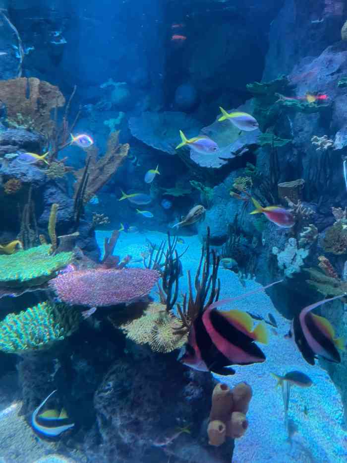 上海长风海洋世界-"水族馆有好几处在升级改造,新的鳐鱼湾很漂.