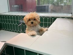 -爪吧宠物乐园 (温榆河示范区店)