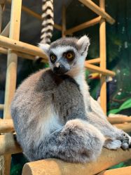 -Zoolung Zoolung动物主题公园(海信广场店)