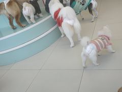 -怪兽屋·羊驼·猫咖·狗咖(俊华广场店)