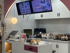 -喵园·猫主题咖啡厅·撸猫·猫咖(国贸店)
