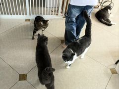 -Catmate·猫肥家润(金润铂宫店)