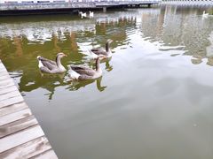 -雁滩公园
