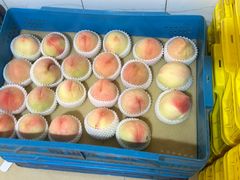 -老袁家蜜桃农场·阳山水蜜桃