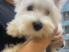 -萌宠之家·腊肠犬·马尔泰·小体犬舍