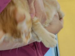 -美联众合动物医院(·中兽医·疑难杂症·严家桥分院)