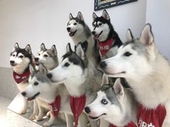 -Husky Go!哈士奇体验馆·宠物咖啡厅狗咖