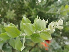 -东莞植物园