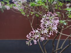 -雍和宫