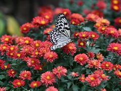 -北京国际鲜花港