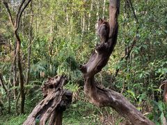 -普洱太阳河森林公园