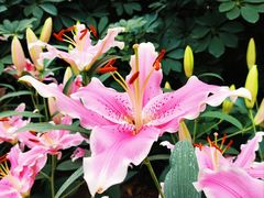 -郑州中国绿化博览园