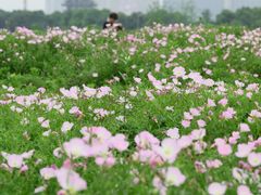 -洋湖国家湿地公园