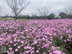 -花开海上生态园