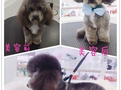 美容图-BABYDOG宝贝狗宠物乐园(欧洲城店)